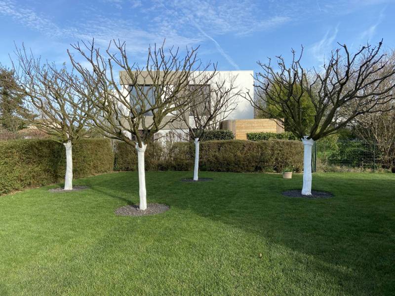 Protection des arbres contre le froid de l'hiver