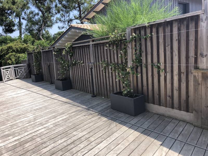 Jasmin en pot pour habiller un mur