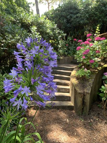 Fourniture, livraison et plantation (optionnel) de plantes sur la région bordelaise et le bassin d’Arcachon