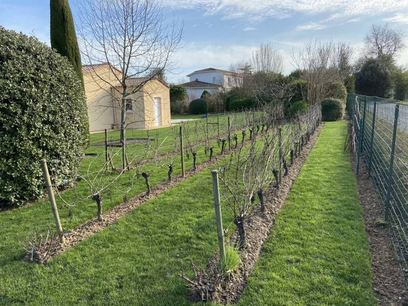 Entretien des vignes en Gironde