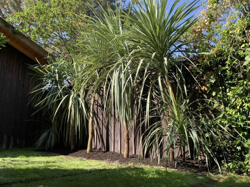 concevez un jardin secret à l'abri des regards au Bouscat avec nos plantations brises vues