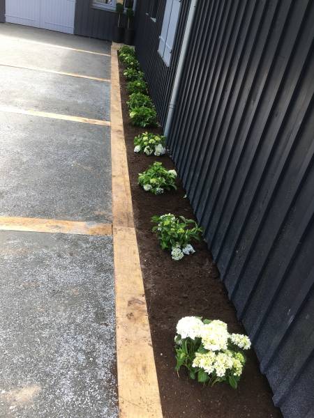 Plantation d'hortensias sur le Canon