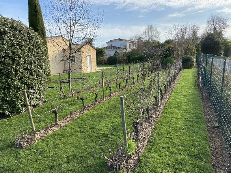Désherbage rangs de vignes