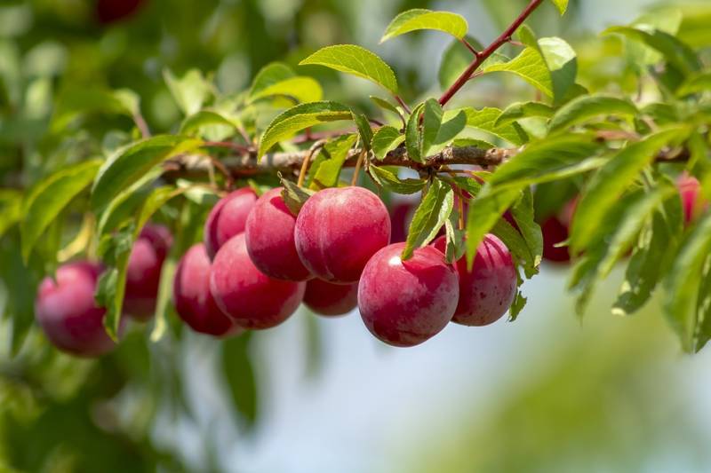 Arbre fruitier