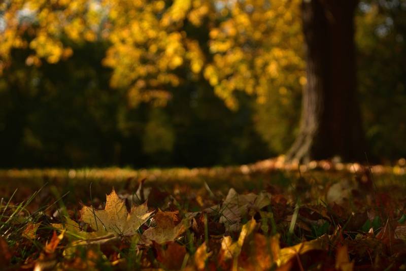 Soufflage des feuilles mortes